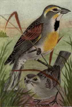 Dickcissel