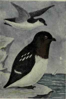 Dovekie; Sea Dove