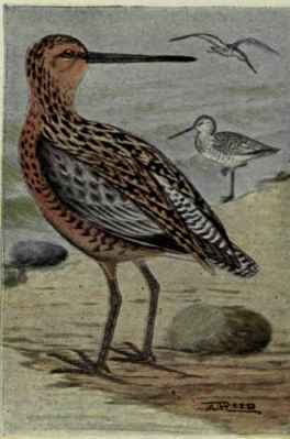 Dowitcher