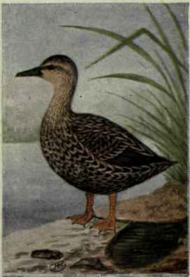 Florida Duck