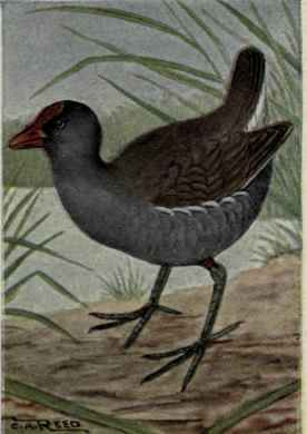 Florida Gallinule