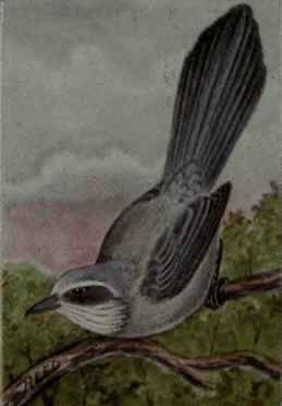 Florida Jay