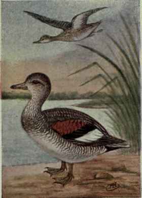 Gadwall