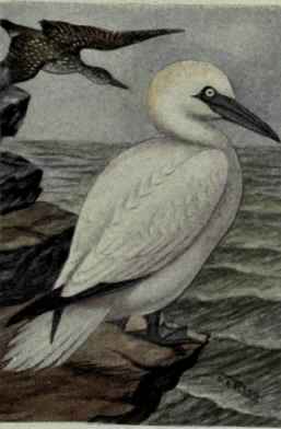 Gannet