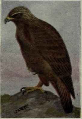 Golden Eagle