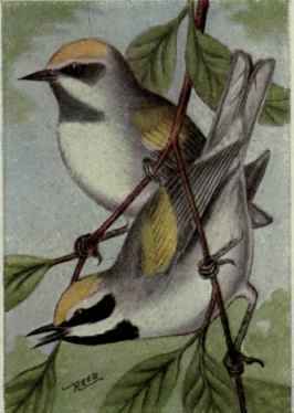 Golden Winged Warbler