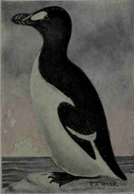 Great Auk