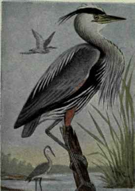 Great Blue Heron