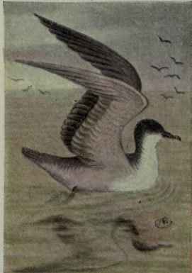 Greater Shearwater
