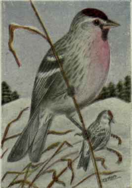 Greenland Redpoll