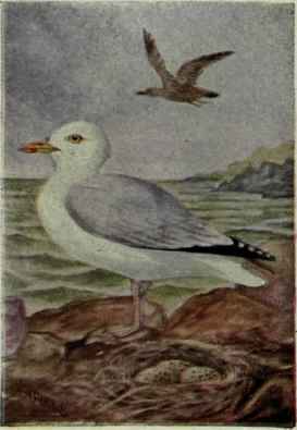 Herring Gull