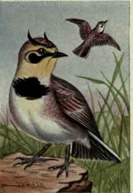 Horned Lark