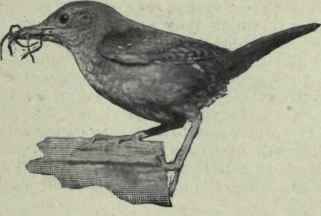 How To Study Birds 229