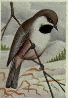 Hudsonian Chickadee