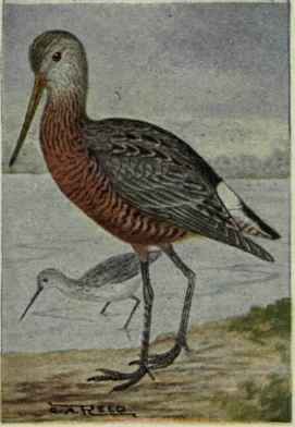 Hudsonian Godwit