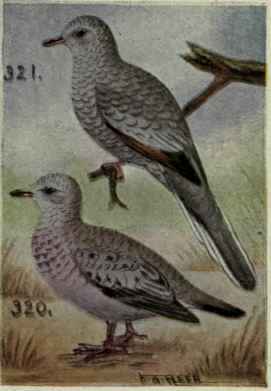 Inca Dove