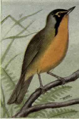 Kentucky Warbler