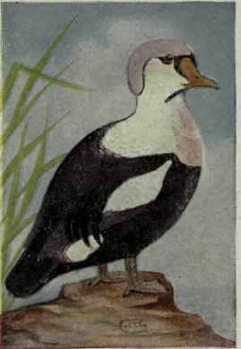 King Eider