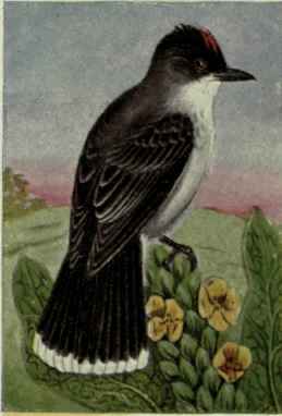 Kingbird