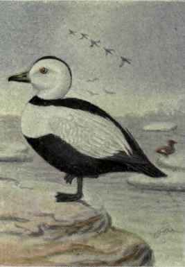 Labrador Duck