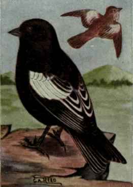 Lark Bunting