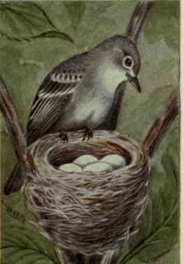 Least Flycatcher