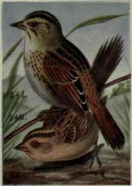 Leconte Sparrow
