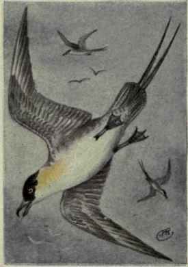 Long Tailed Jaeger