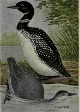 Loon; Great Northern Diver