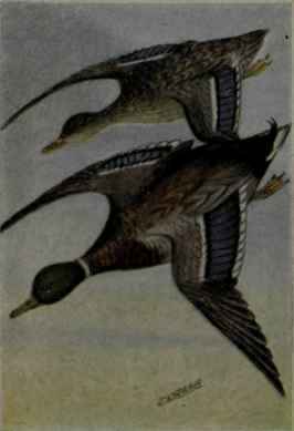 Mallard
