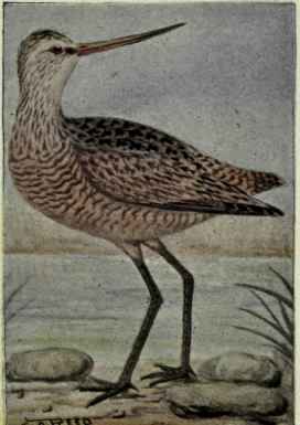 Marbled Godwit