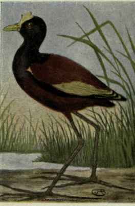 Mexican Jacana