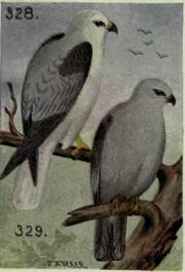 Mississippi Kite