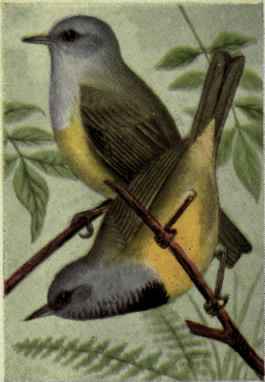 Mourning Warbler