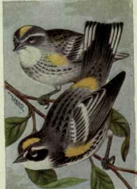 Myrtle Warbler