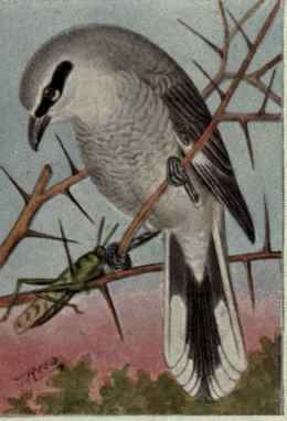 Northern Shrike