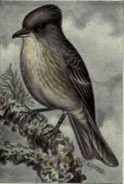 Olive Sided Flycatcher