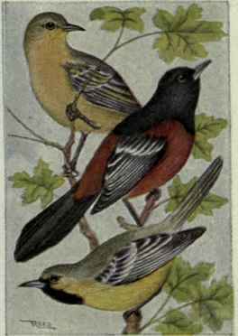 Orchard Oriole