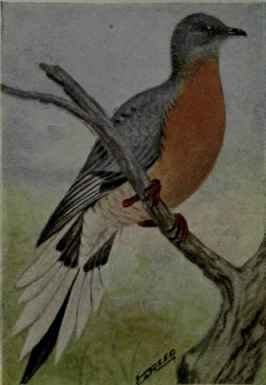 Passenger Pigeon