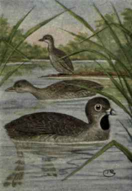 Pied Billed Grebe