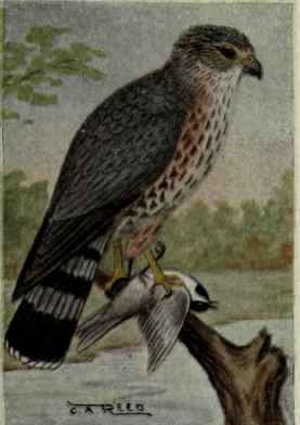 Pigeon Hawk