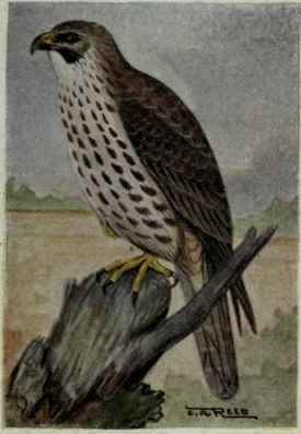 Prairie Falcon