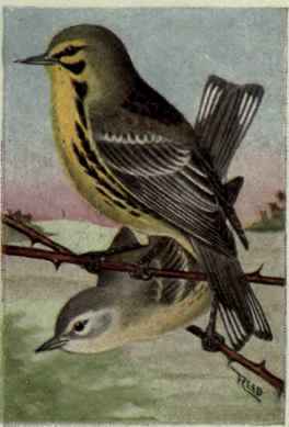 Prairie Warbler
