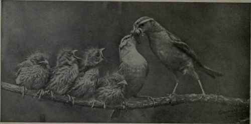 Preparing Breakfast (Two Adult Chipping Sparrows Breaking Worm Into Pieces To Feed Young)
