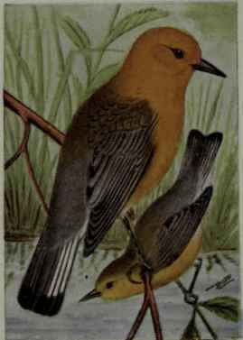 Prothonotary Warbler