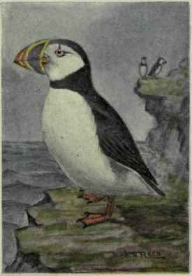 Puffin; Sea Parrot