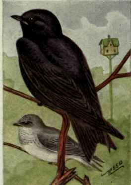Purple Martin
