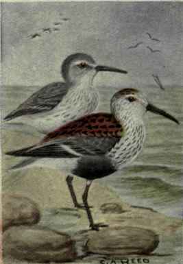 Red Backed Sandpiper