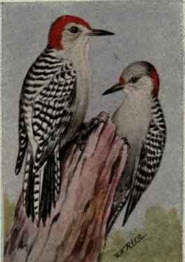 Red Bellied Woodpecker