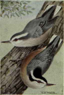 Red Breasted Nuthatch